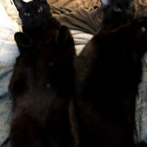 kristinafriedrich avatar