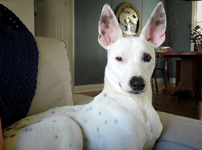 Some People Tease His Ears. I Love Them