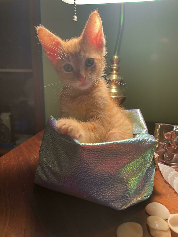 He’s Two-Thirds Ears