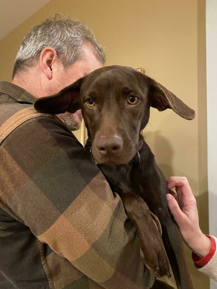 When My Dog Gets Nervous Her Ears Look Like Baby Yoda’s