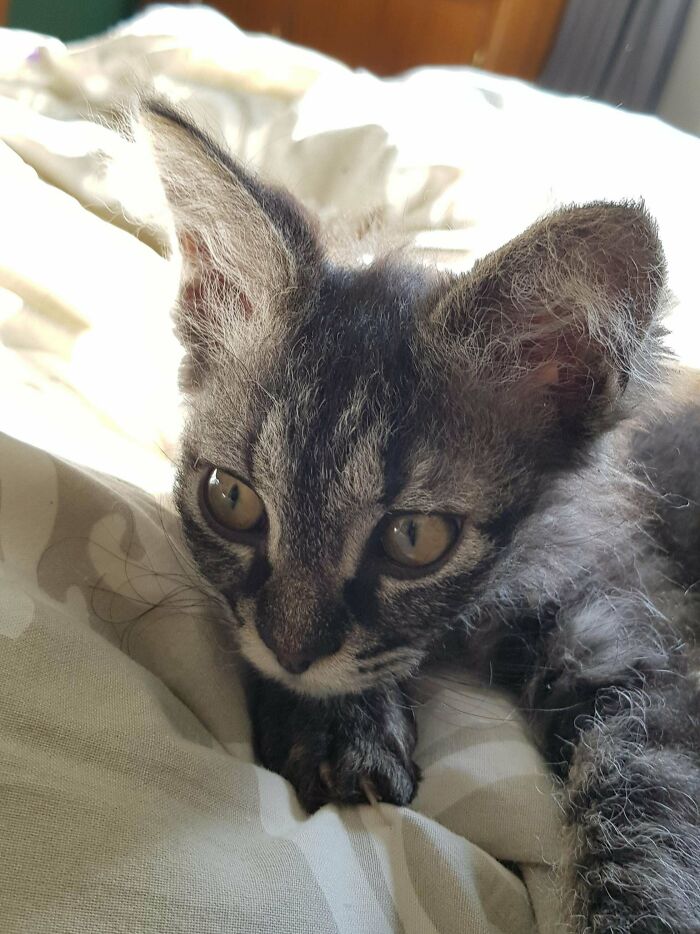 Illegally Big Ears For Criminally Smol Body