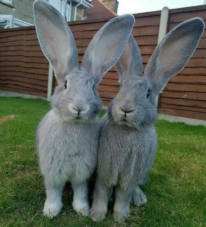 Bunny Ears