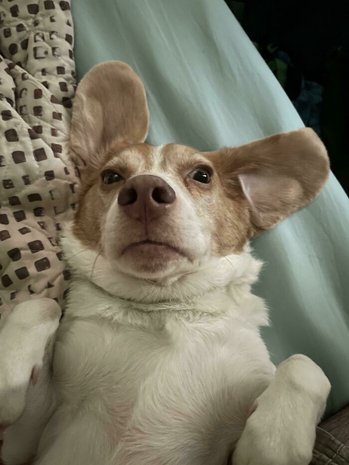 Big Ears Don’t Care!