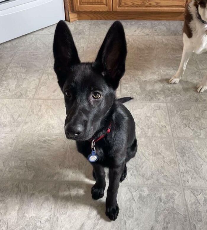 Grandma... What Big Ears You Have, “All The Better To Hear You My Dear”