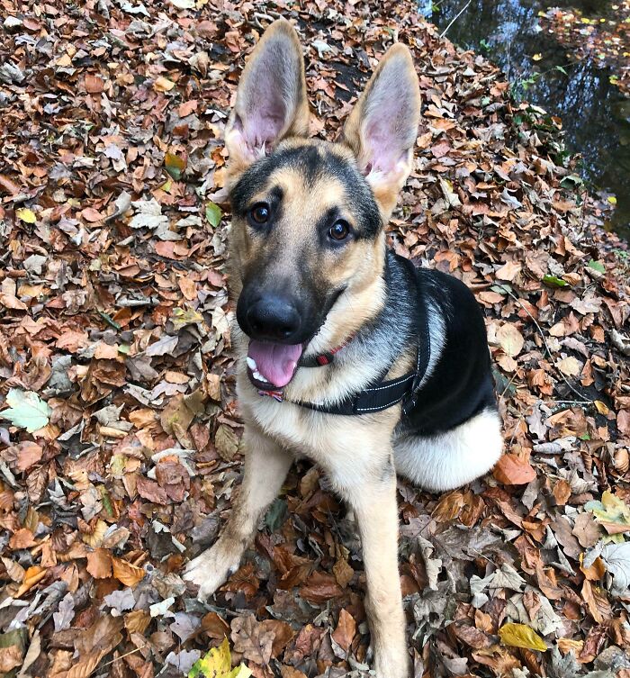 Bruno Who Has The Most Giant Ears!
