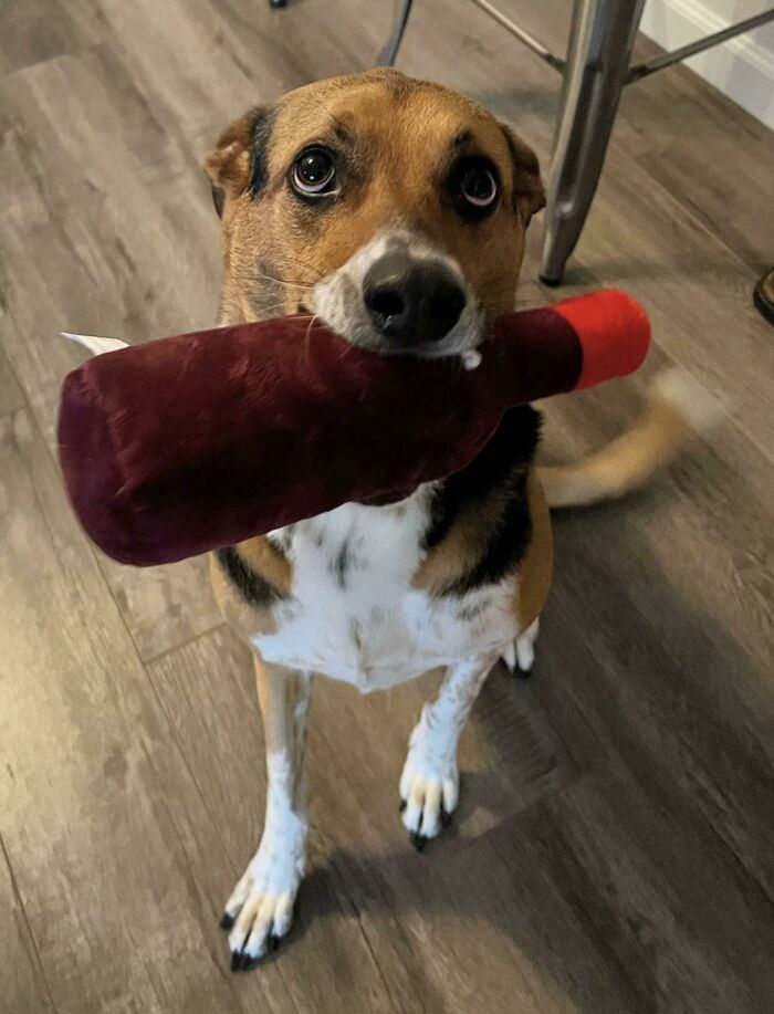 Penelope Is The Most Gracious Of Hosts - Every Time I Arrive To Walk Her, She Brings Me The Finest Toy From Her Toy Box