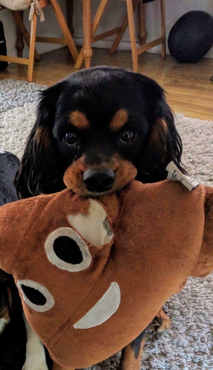 Good Pupper Gifted Me His Favorite Poop