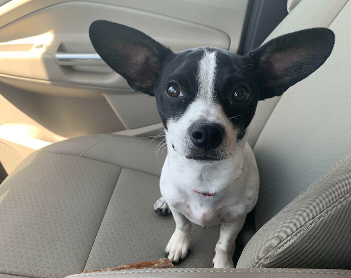 He Does Not Have Ears. These Are Antennas. He Was Sent To Earth To Spy On Humans