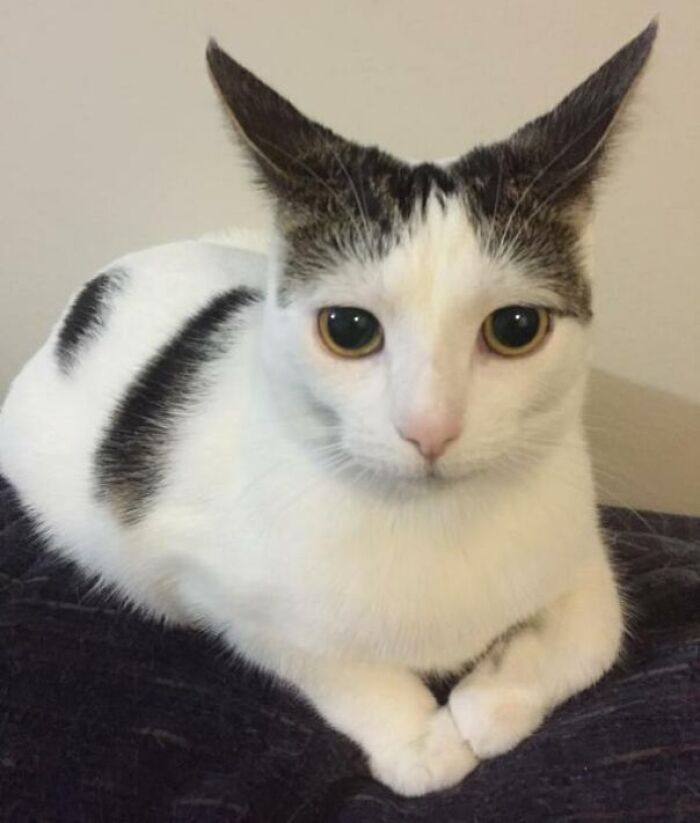 Finally, I Found A Place Where My Good Girl Will Be Respected For Her Antennae