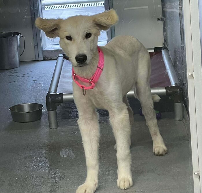 I Was Told My New Rescue Pup Has The Rarest Of Ears