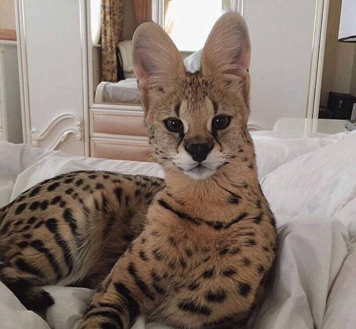 He Can Get Wi Fi Signals With Those Ears