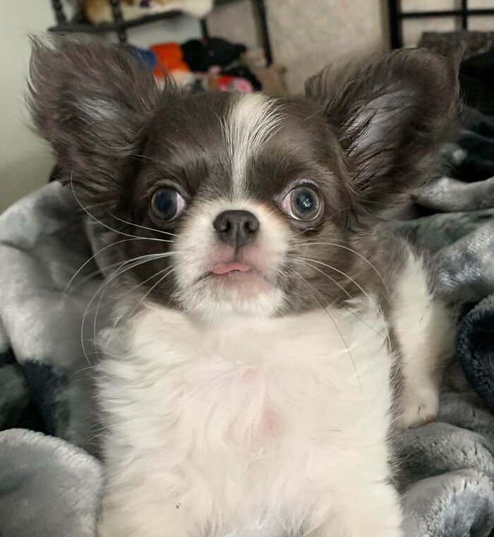 Big World Meet Moogie