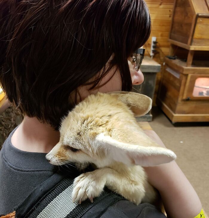 You've Heard Of Shoulder Cat, Now Get Ready For Shoulder Fennec Fox!