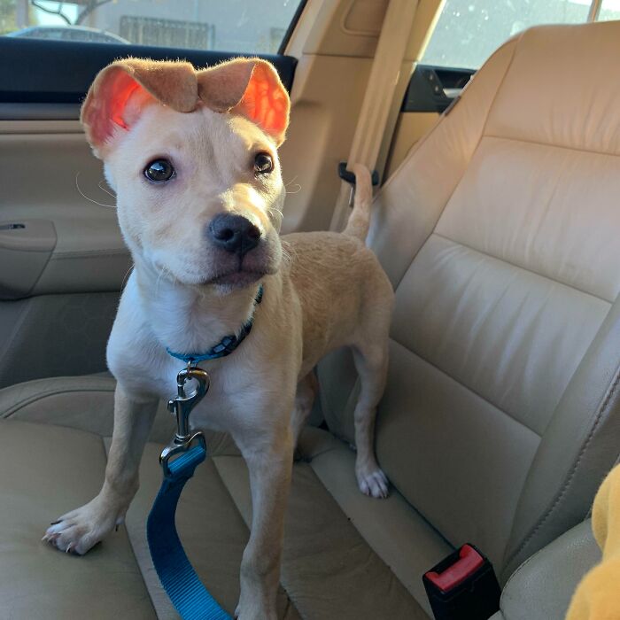 These Popper Ears Are Adorable