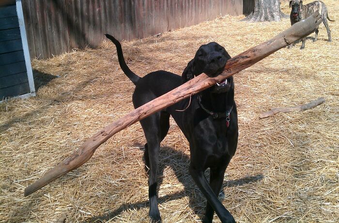 Our Old Boy Jack (Great Dane) Just Playing With A Little Stick
