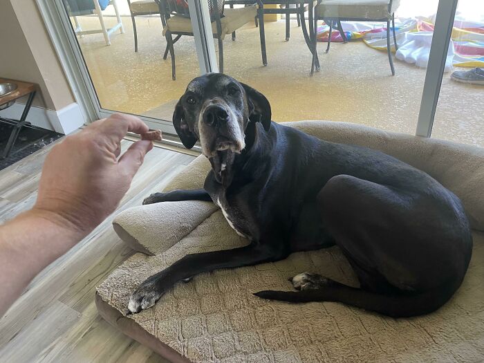 The Dog Bones My Wife Bought For Our 145 Lbs Dane