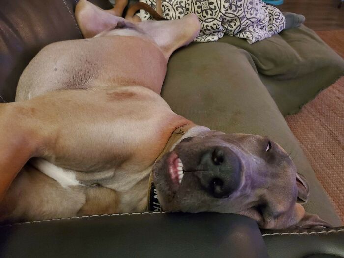 Anyone Have A Non-Clingy Dane?