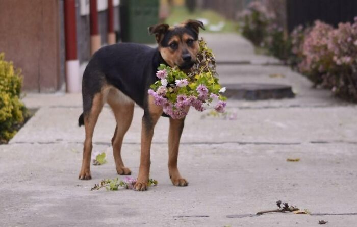 She Brings Me A Bouquet Every Morning