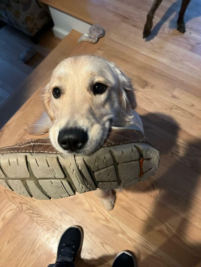 Learning What The Retriever Part Of A Golden Retriever Means
