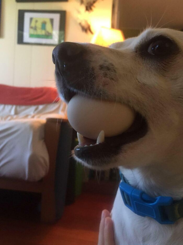 Pupper Has Been Bringing Us Eggs Every Day That She Steals From The Wild Chickens