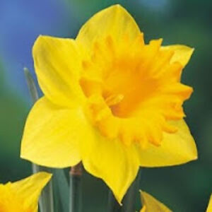 abradirsadubois avatar