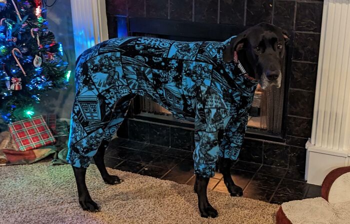 My Friend Made Dr. Who PJs For My Great Dane Because She's Always Cold And Pitiful During Winter Time