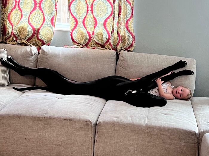 Dane Puppy vs. Tiny Human