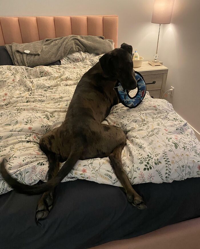 Does Anyone Else’s Great Danes Slowly Crawl Into Bed With Their Legs Splayed Out Like This Behind Them? It’s Hilarious