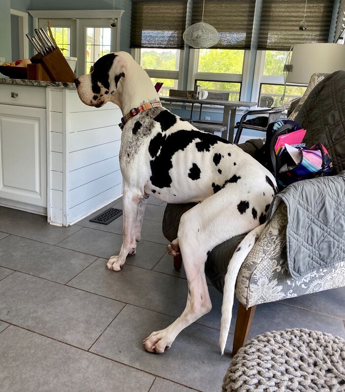 My 'House Horse' Is The Best Boy