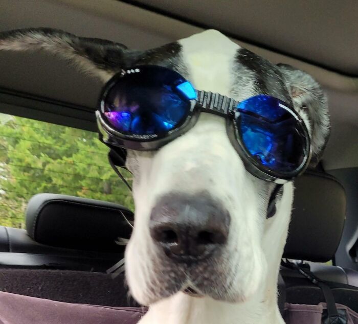 Great Dane = 50% Goofball, 50% Majestic. 100% Awesomeness
