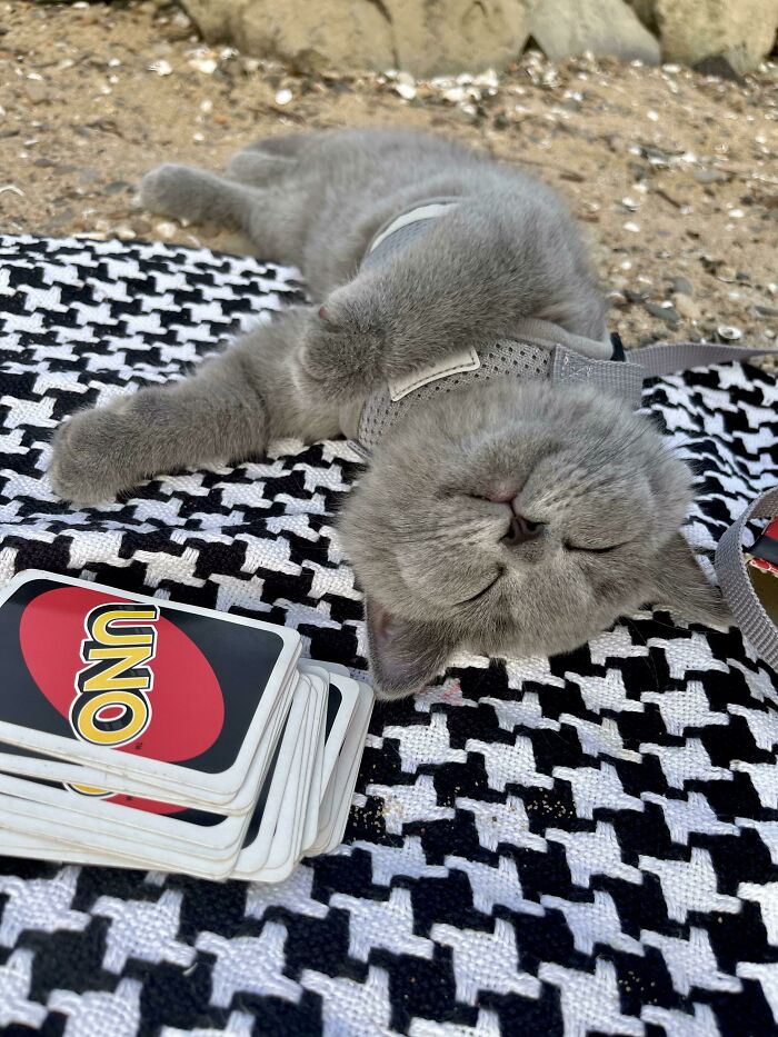 Saluden a Baksik, es su primer día en la playa