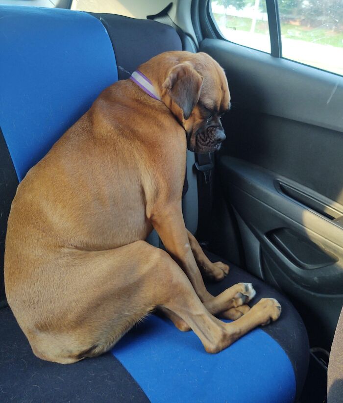 This Little Honey Went To The Dog Park For The First Time Today