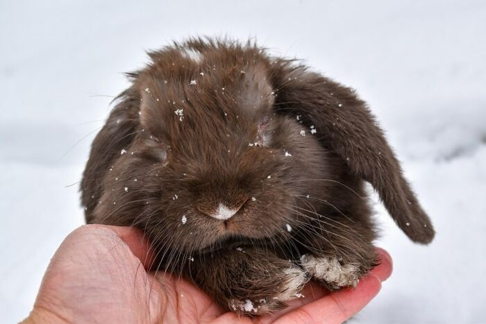 Iris After Experiencing Snow For The First Time