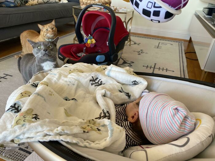 My Cats Discovering They’re No Longer The Babies