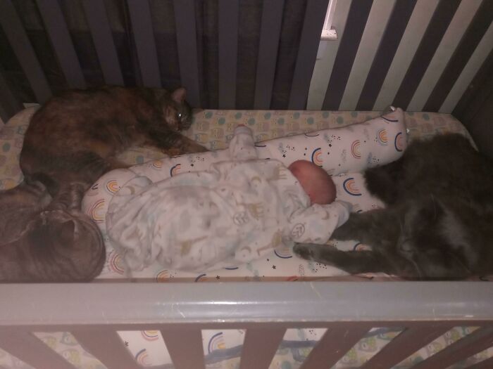 This Is Not What I Bought This Crib For