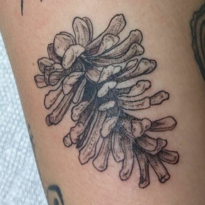Detailed nature tattoo depicting a pinecone in black ink on skin.