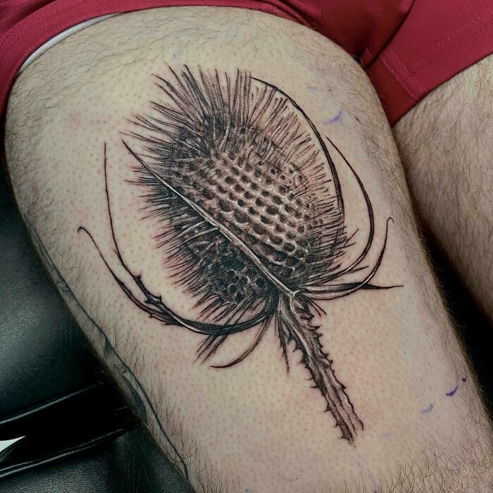 Nature tattoo featuring a detailed thistle design, inked on a person's thigh.