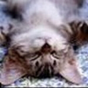 puzzykhatfatcat avatar