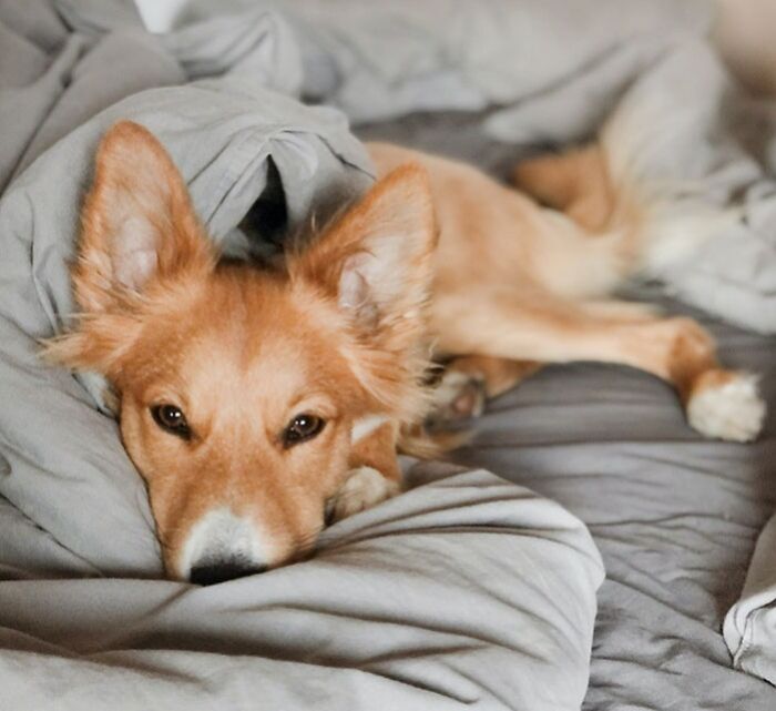 Dog sleeping in the bed