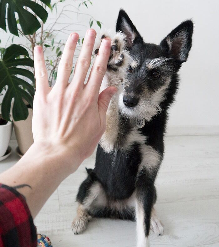 Person giving high five to a dog