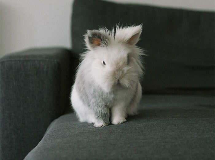 Rabbit sitting on the couch
