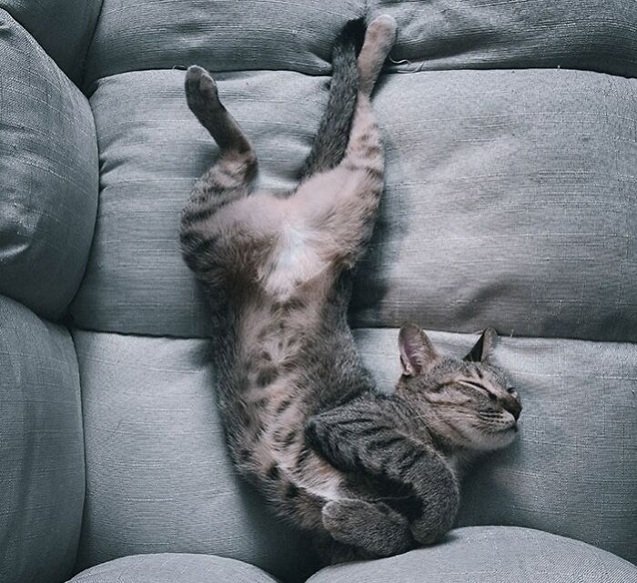 Grey cat lying on the sofa