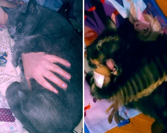 My Sweet Baba Yaga, And My Crazy Cinder