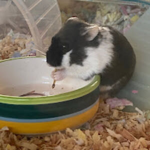 mariellgrindheimoettel avatar