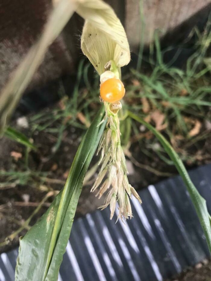 My Corn (1) Is Doing Great