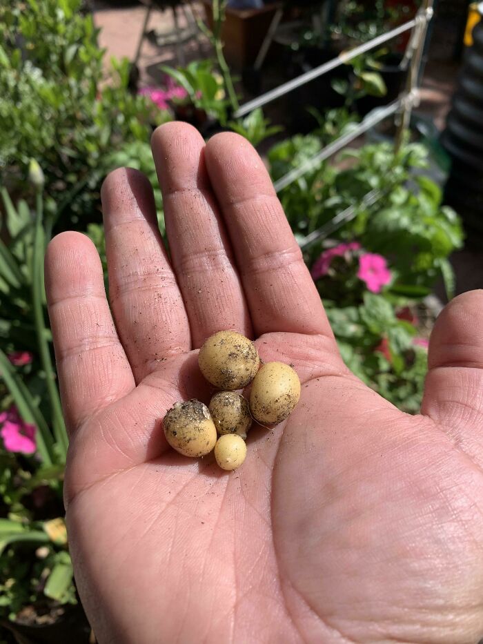 Tonight We Feast On Potatoes!