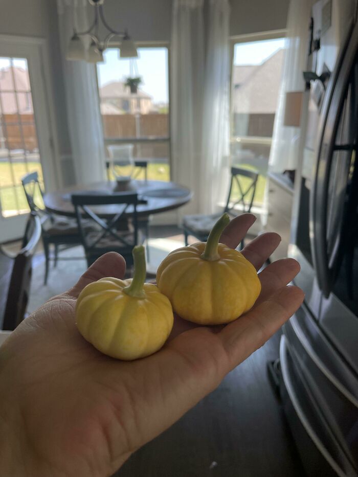 It Only Cost Me $200 To Grow These