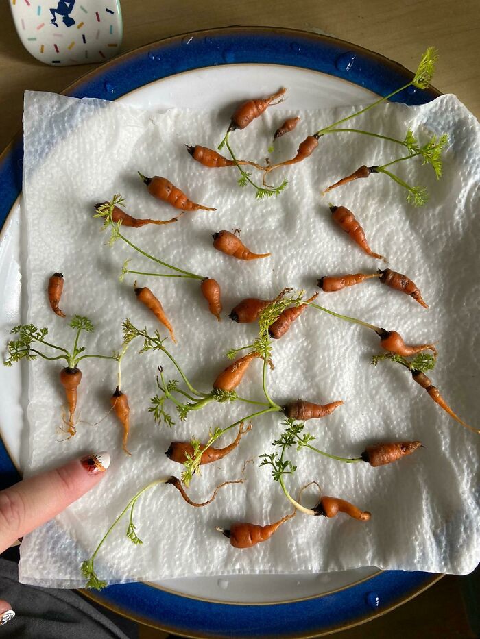 Such A Plentiful Harvest I Shall Have To Gift Some To Family & Friends