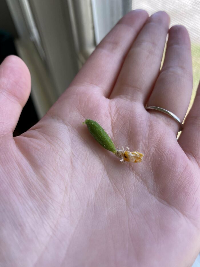 Guess What I Will Have For My Salad