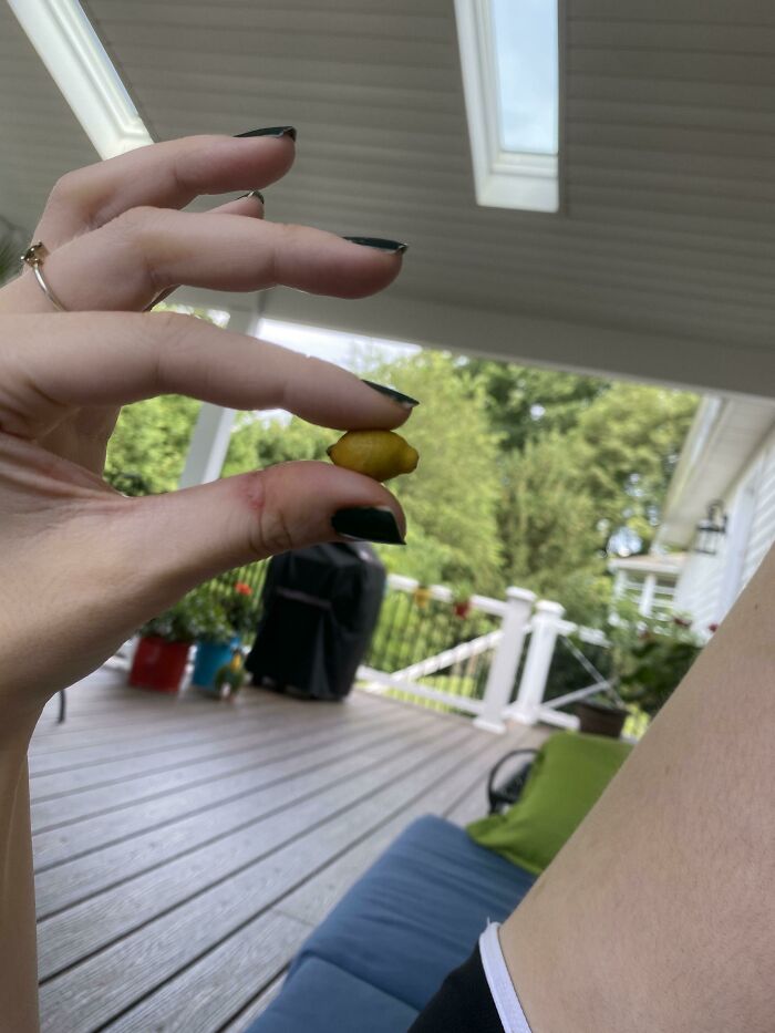 Two Years Of Waiting For Our One And Only Lemon